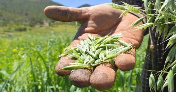 Semilla certificada apoya a productores y consolida el campo tamaulipeco